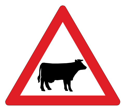 Cattle ahead