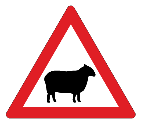 Sheep ahead