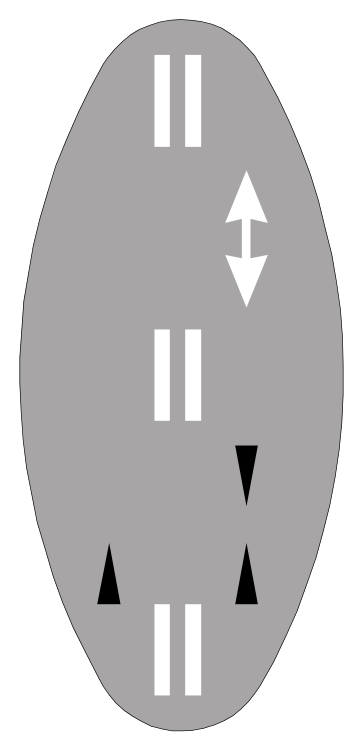 Reversible lane double lines
